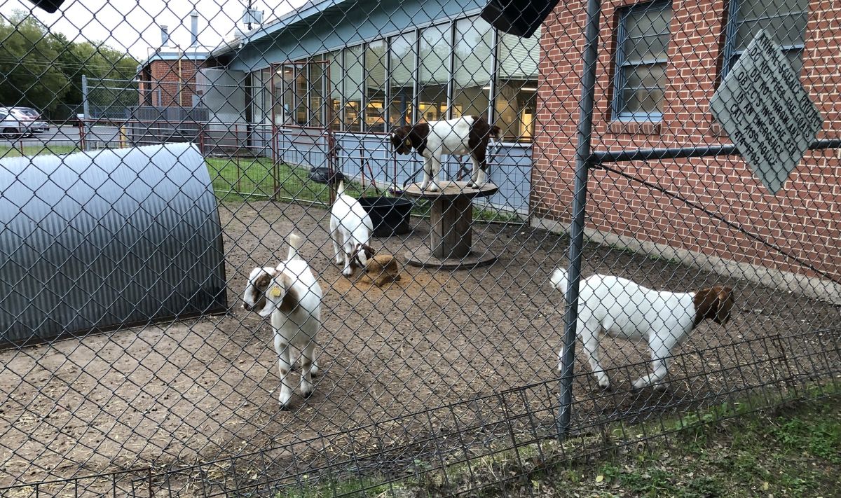 updated goat photo